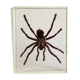 Inclusion araignée sous résine