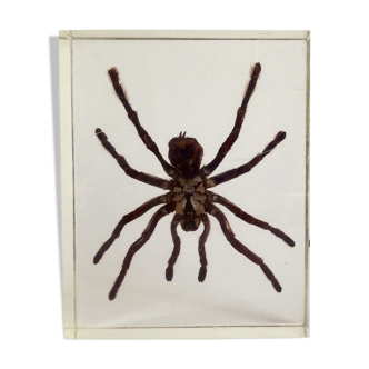 Spider under resin