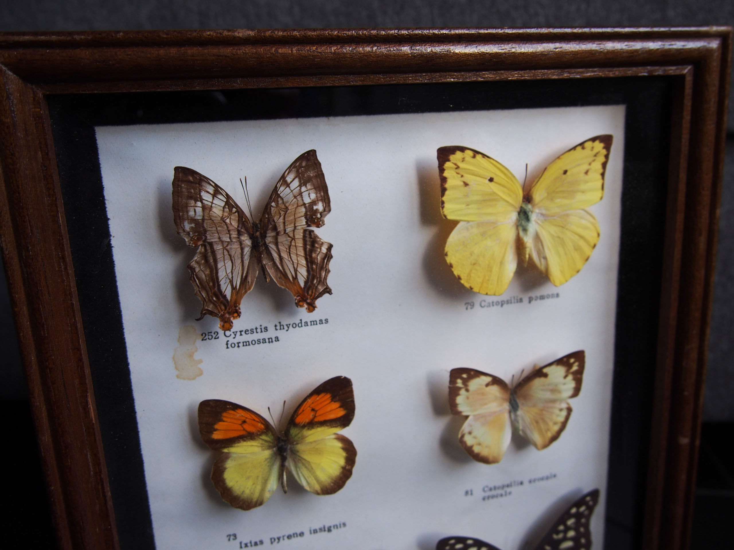 Boite de 6 papillons