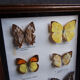 Boite de 6 papillons