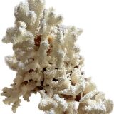 Vintage coral branch