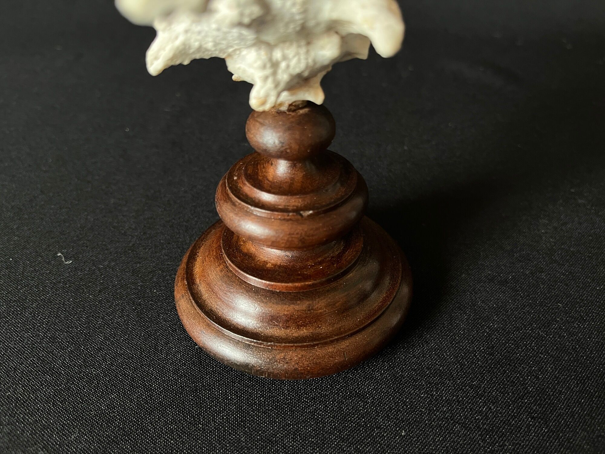 Murex Ramosus shell on turned wooden boxwood base old cabinet of curiosities