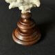 Murex Ramosus shell on turned wooden boxwood base old cabinet of curiosities