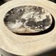 Very large pocket or dish in petrified wood