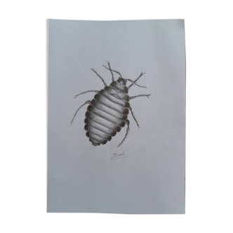 Illustration