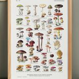 Mushroom poster, based on a 1920 lithograph