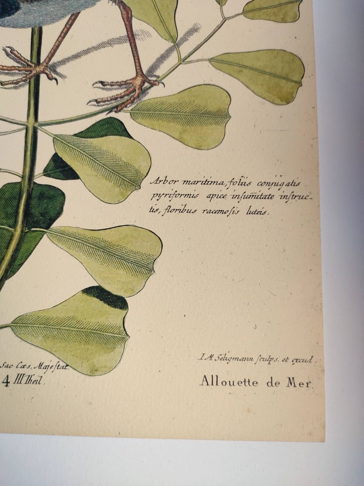 Antique bird engraving - Sea Lark - Zoological plate by Seligmann & Catesby - ornithology