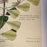 Antique bird engraving - Sea Lark - Zoological plate by Seligmann & Catesby - ornithology