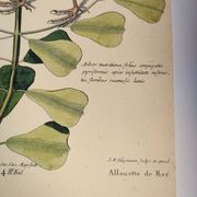 Antique bird engraving - Sea Lark - Zoological plate by Seligmann & Catesby - ornithology