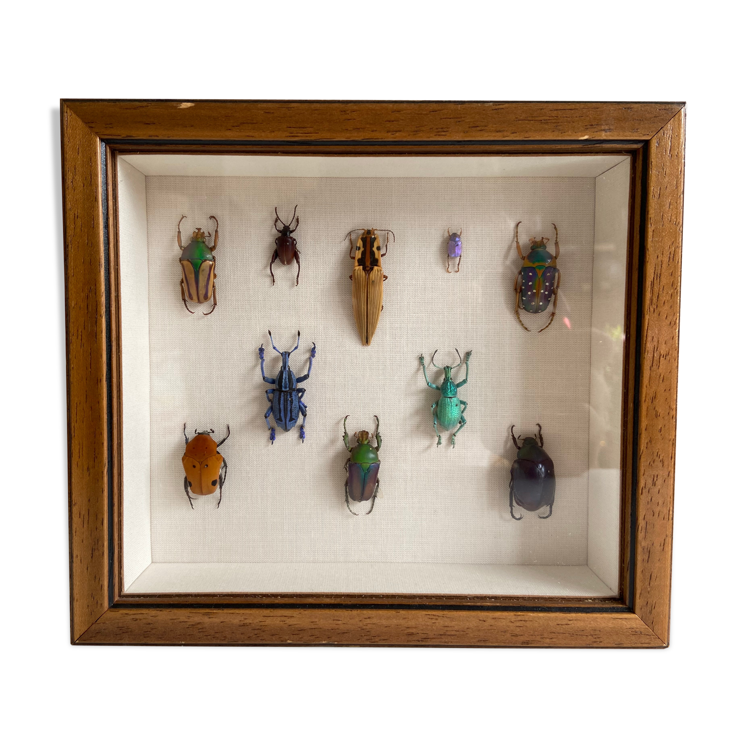 Framed naturalized insects