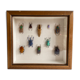 Framed naturalized insects