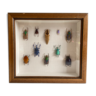 Framed naturalized insects