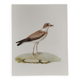 Planche zoologique ancienne