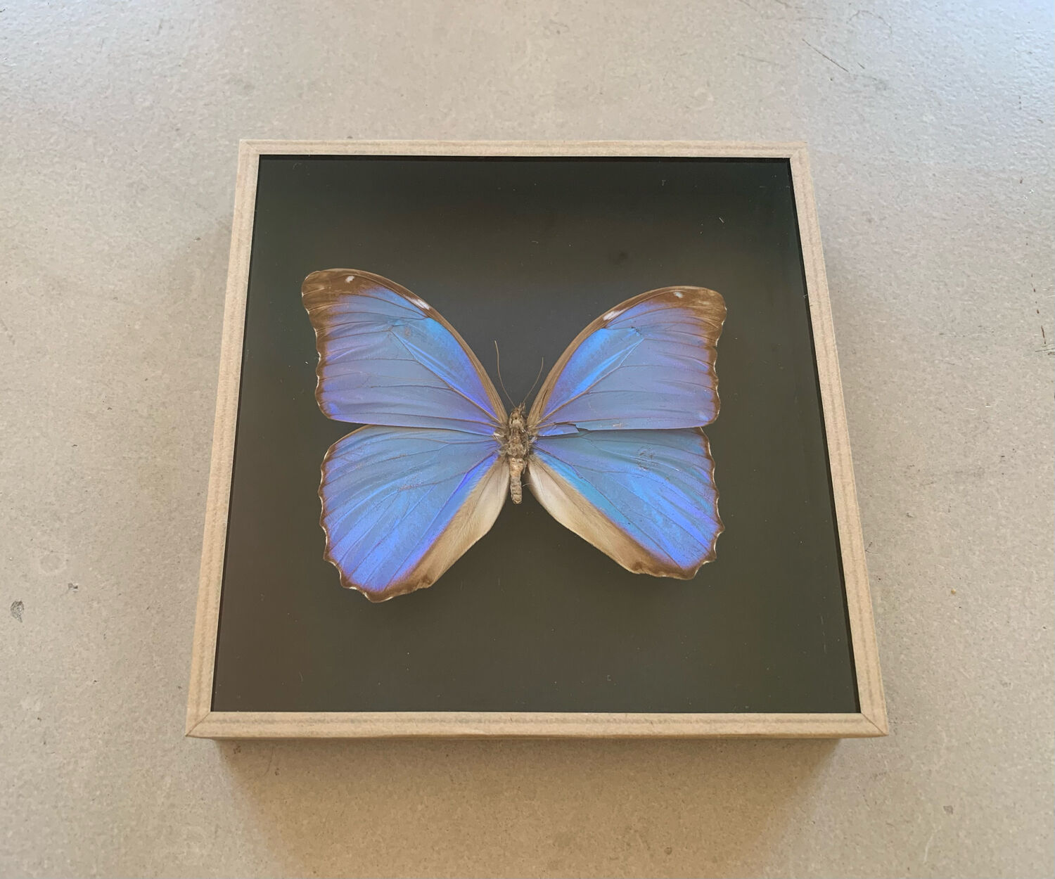 Butterfly naturalized iridescent under glass 16x16cm