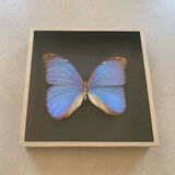 Butterfly naturalized iridescent under glass 16x16cm
