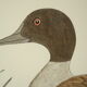 Vintage watercolour duck by Terronblan Monbaly Dayelle.