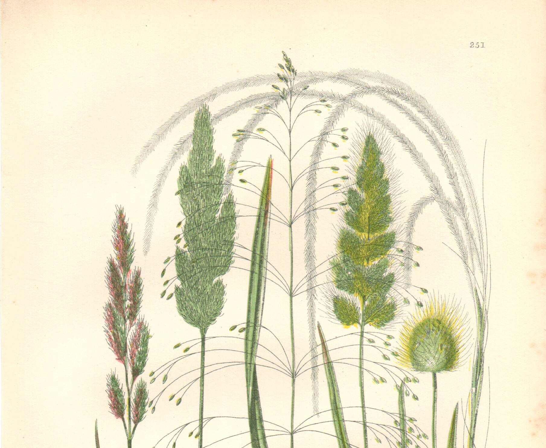 Gravure botanique ancienne. Fleur