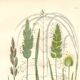 Antique botanical engraving. Flower