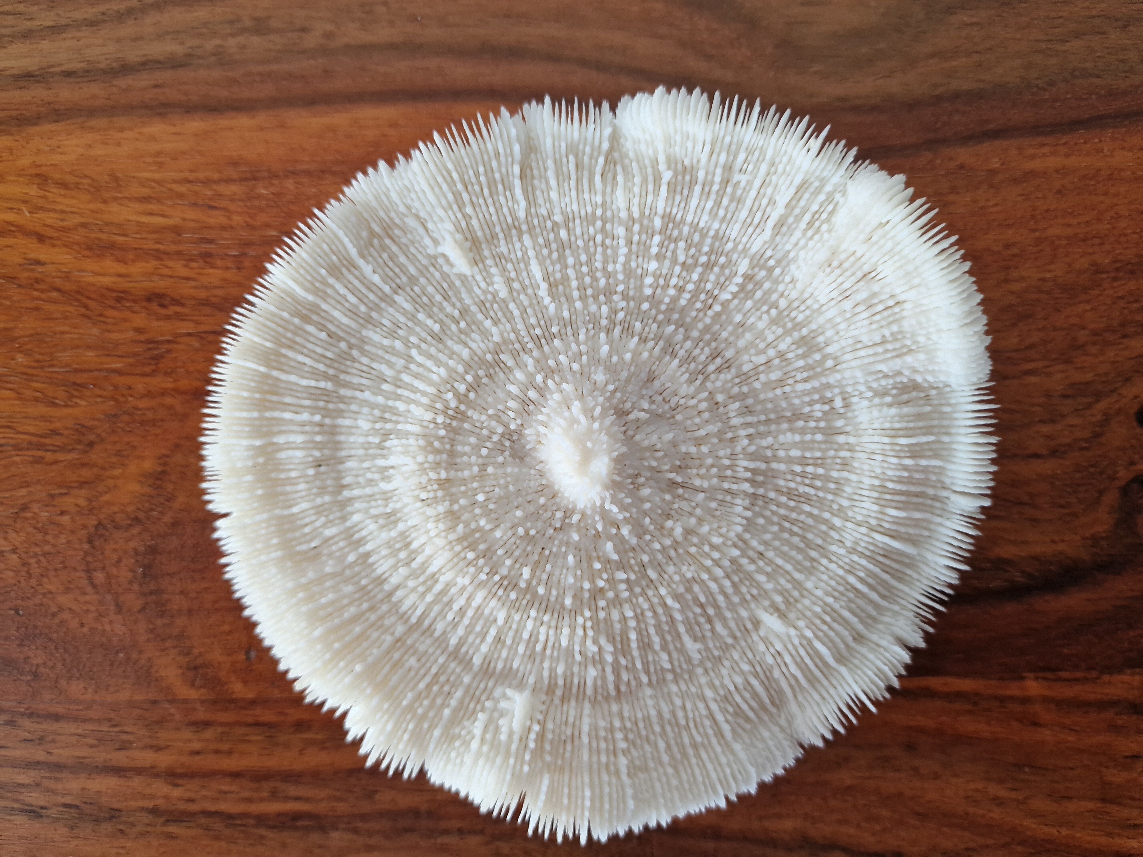 Coral Fungia from the 1970s.