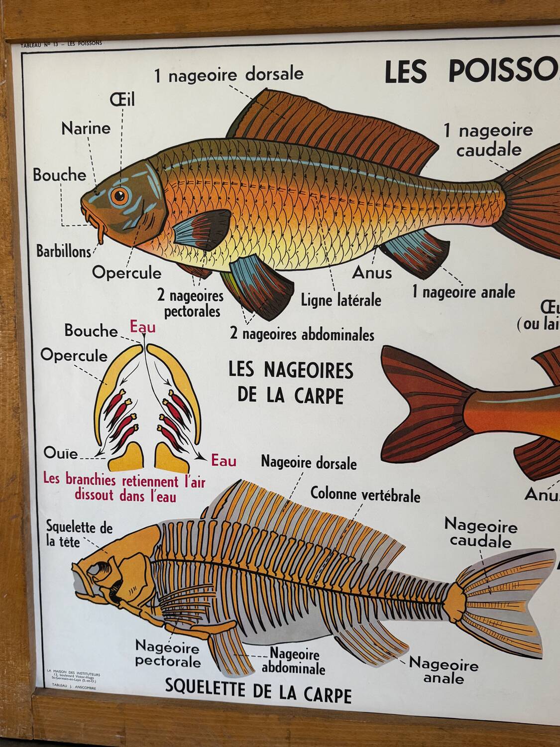 Vintage double-sided school poster “THE BEE / THE FISH”
