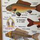 Vintage double-sided school poster “THE BEE / THE FISH”