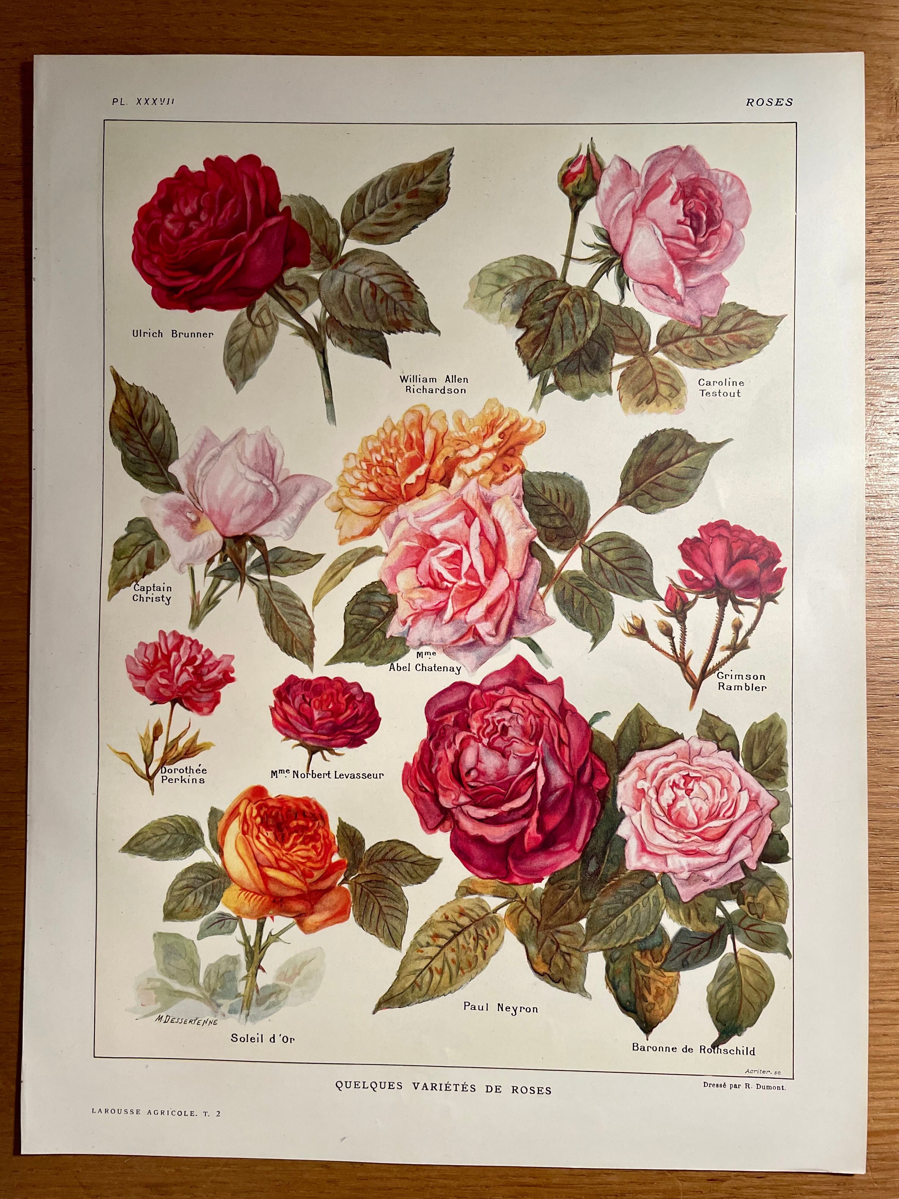 Lithograph on roses - 1920