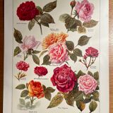 Lithograph on roses - 1920