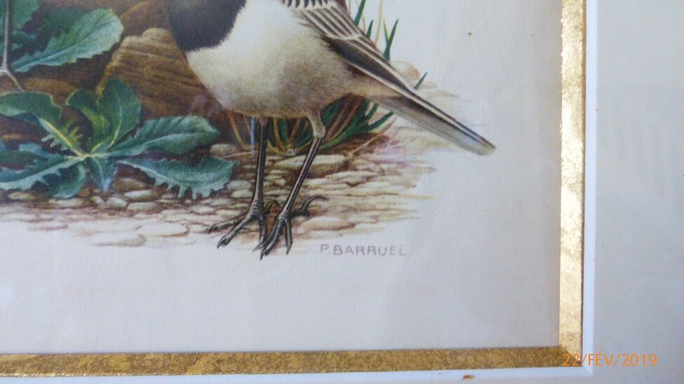 Birds - former collection Hepatior N ° 4