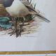 Birds - former collection Hepatior N ° 4