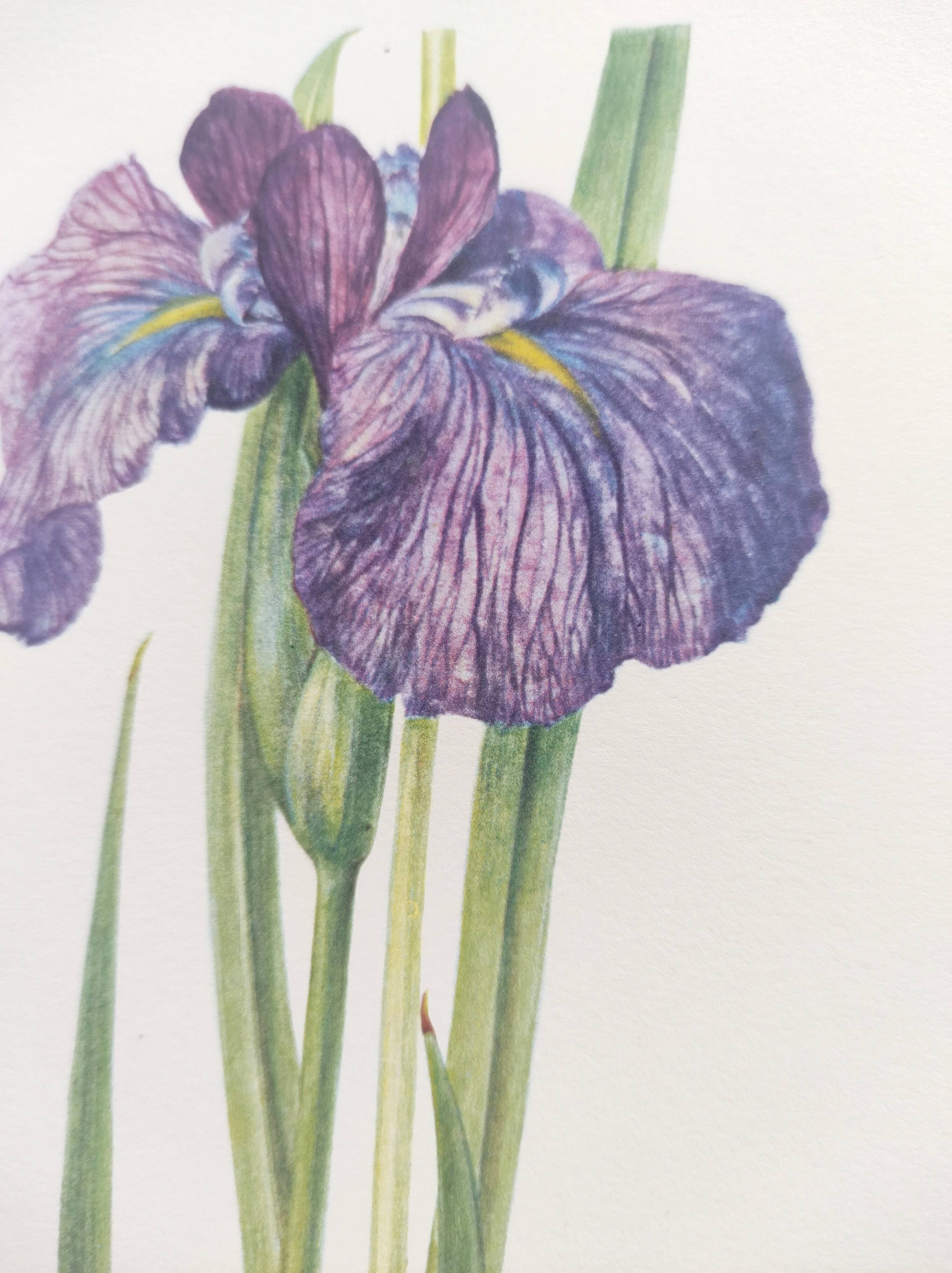 Planche Florale de 1978 - Iris - Aquarelle botanique de M.Rollinat