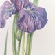 Planche Florale de 1978 - Iris - Aquarelle botanique de M.Rollinat