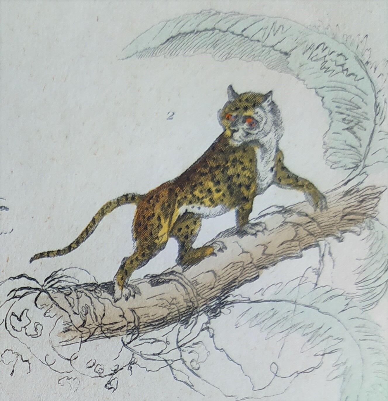 Original zoological plate " Caracal - Serval - Ocelot - &c... " Buffon (1836)