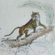 Original zoological plate " Caracal - Serval - Ocelot - &c... " Buffon (1836)