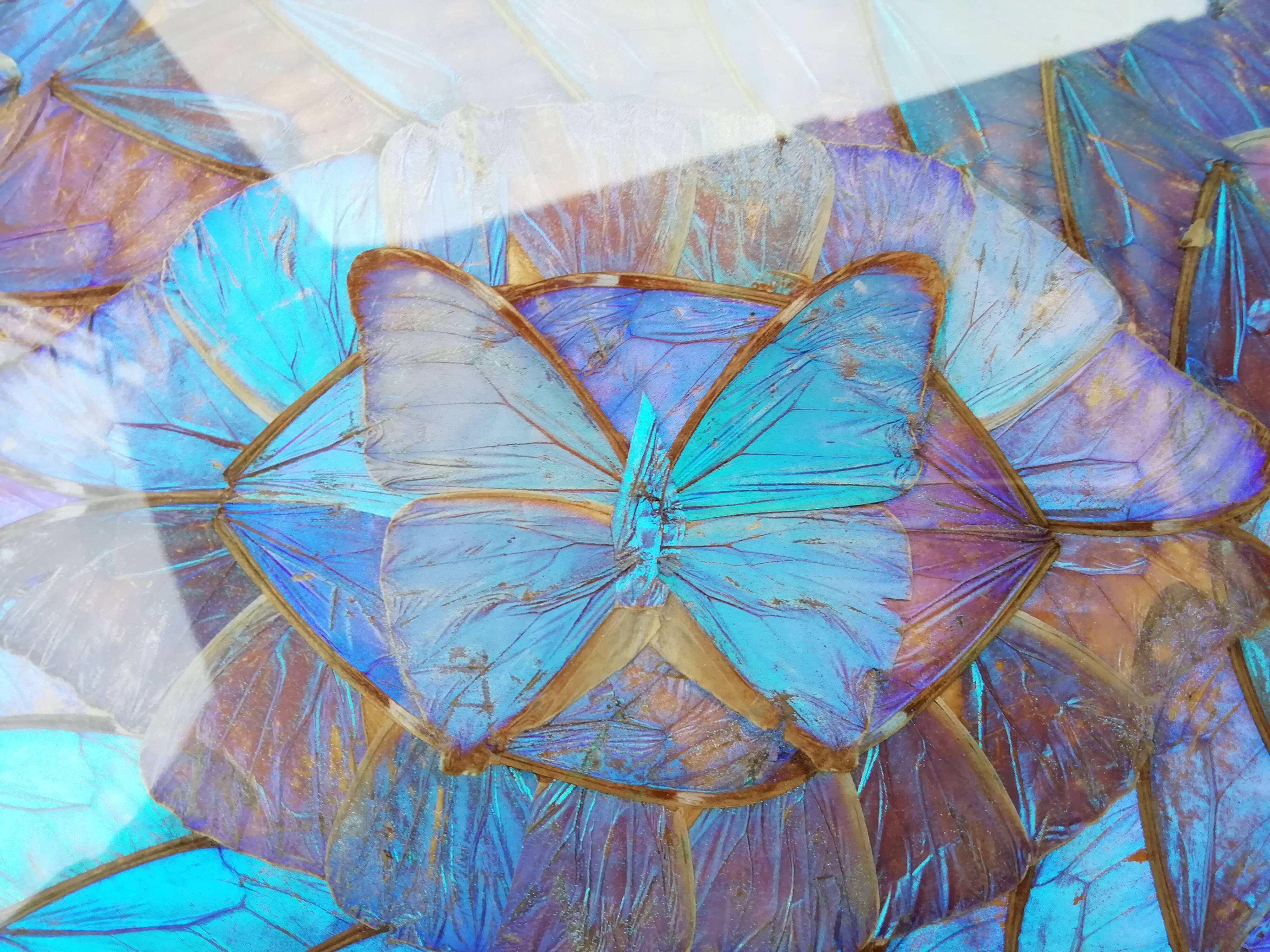 Naturalized butterfly platter