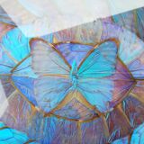 Naturalized butterfly platter