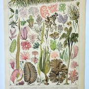 Old engraving 1898, Algae, marine plant, flora • Original and vintage lithograph