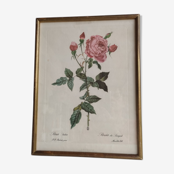 Botanical illustration Bengal rose 39 x 30 cm