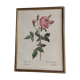Illustration botanique rosier du Bengale 39 x 30 cm