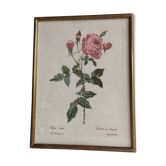Illustration botanique rosier du Bengale 39 x 30 cm