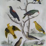 Original Ornithological Plate " Troupiale, Cassique Jaune, Rouge,... - Buffon 1838