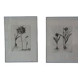 Pair of botanical lithographs