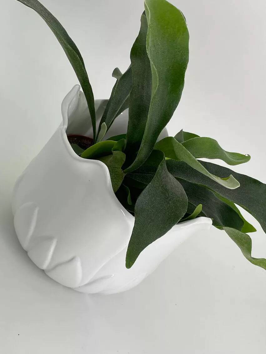 Cache-pot vintage en forme de tulipe en porcelaine blanche