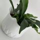 Cache-pot vintage en forme de tulipe en porcelaine blanche