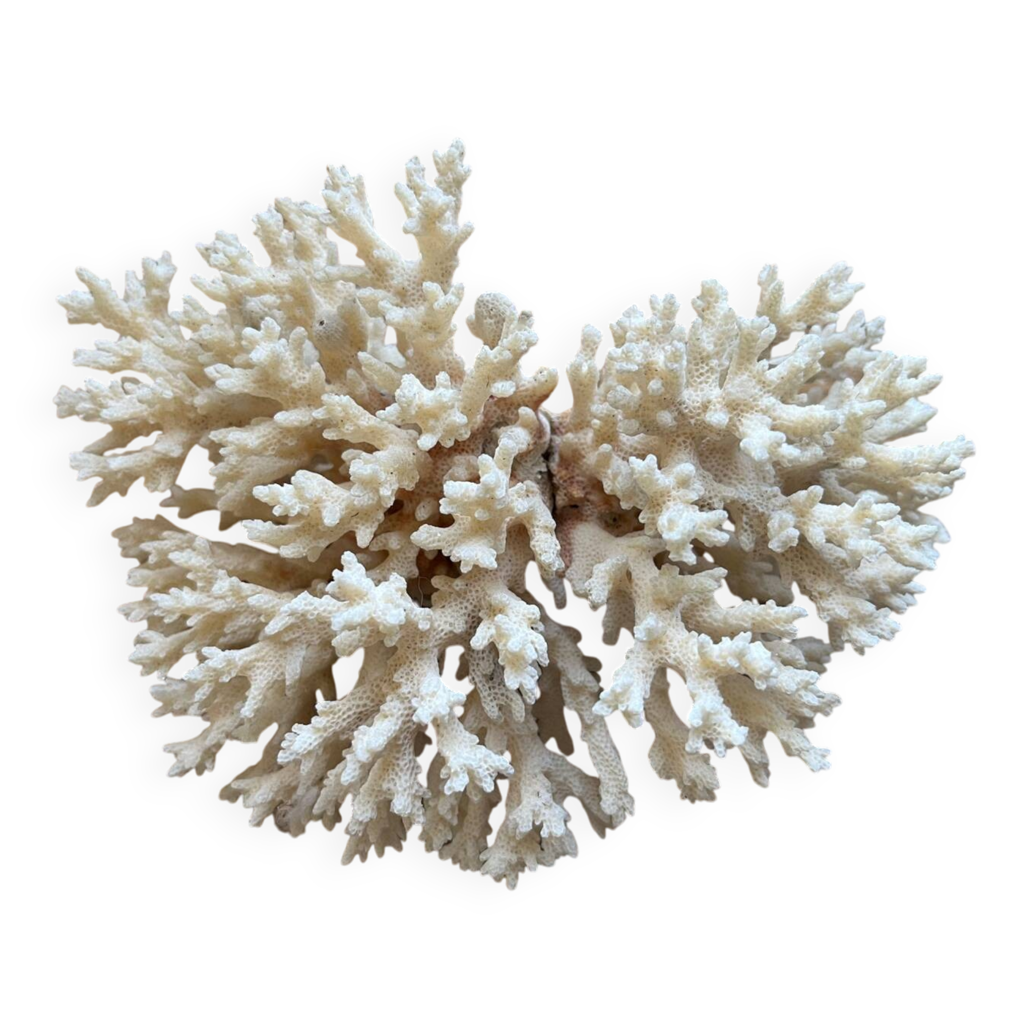 White coral
