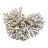 White coral