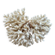White coral
