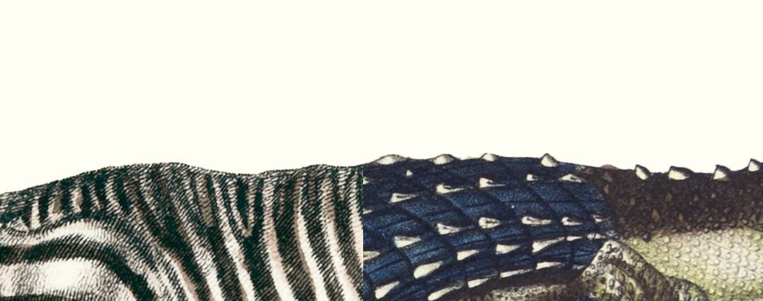 Lithograph engraving chimera animal - the zebrodile