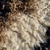 Moroccan berber carpet in wool Azilal black colored 70x160cm