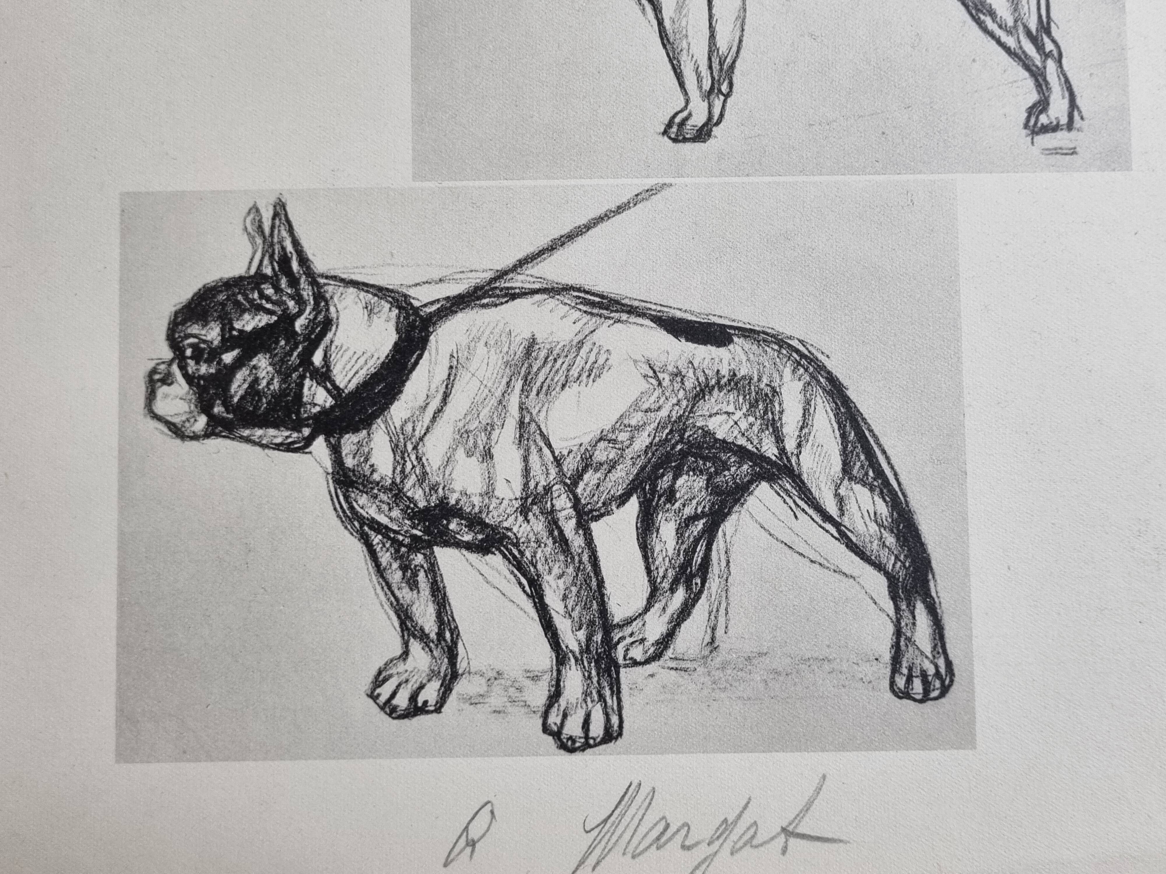 Illustrated plate, Studies of dogs, signed André Margat, 1930, 30 x 40 cm