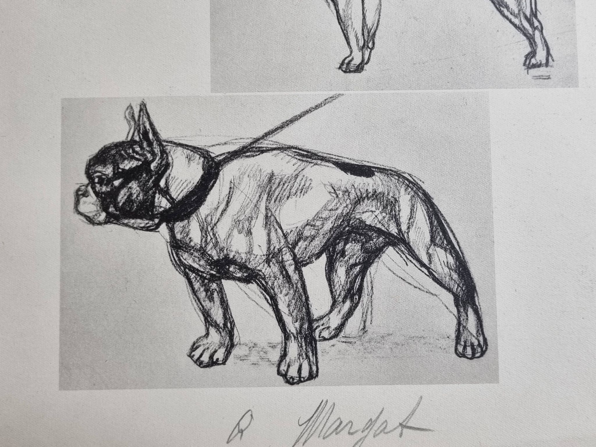 Planche illustrée, Études de chiens, signée André Margat, 1930